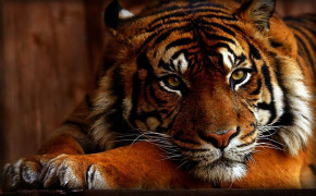 Tiger Face Wallpaper HD 20551
