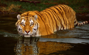 Swimming Tiger High Definition Wallpaper 20492