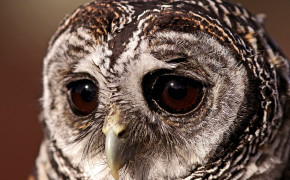 Tawny Owl HD Background Wallpaper 20506