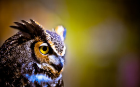 Great Horned Owl Wallpaper HD 20135