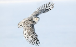 Snowy Owl HD Desktop Wallpaper 20430