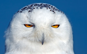 Snowy Owl HD Wallpapers 20432