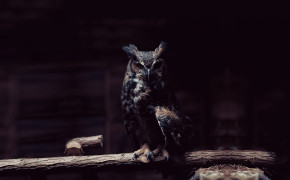 Great Horned Owl Widescreen Wallpapers 20137