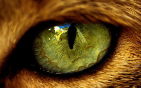 Tiger Eyes HD Wallpaper 20535