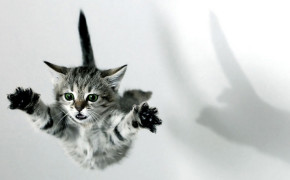 Cat Jump Background Wallpapers 19882