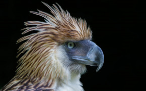 Philippine Eagle Widescreen Wallpapers 20304