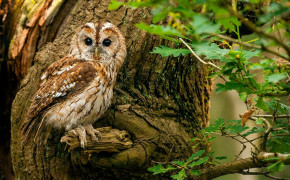 Tawny Owl Wallpaper 20514