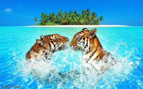 Swimming Tiger Background Wallpaper 20484