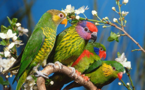 Love Parrot Wallpaper 20250