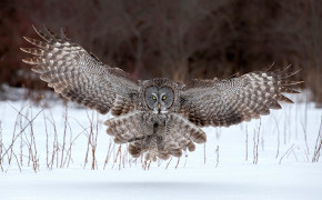 Great Horned Owl HQ Background Wallpaper 20133