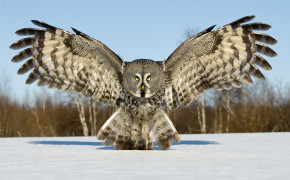 Great Grey Owl Desktop Wallpaper 20121