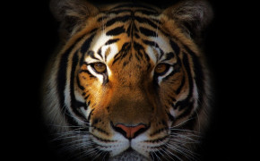 Tiger Face HQ Desktop Wallpaper 20550
