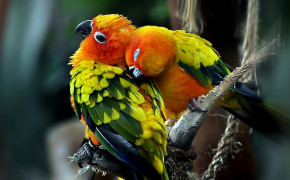 Love Parrot HD Desktop Wallpaper 20243