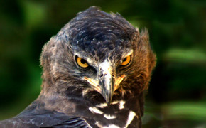 Crowned Eagle High Definition Wallpaper 19963