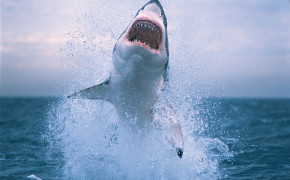 Shark Jumping HD Desktop Wallpaper 20377