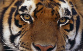 Tiger Eyes Wallpaper HD 20539