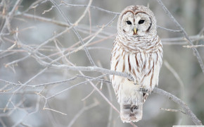 Snowy Owl High Definition Wallpaper 20433