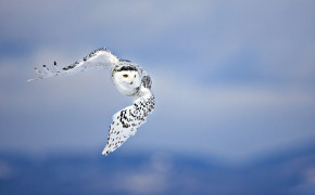 Snowy Owl Desktop Wallpaper 20428