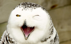 Laughing Owl HD Desktop Wallpaper 20207