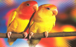 Love Parrot Widescreen Wallpapers 20251