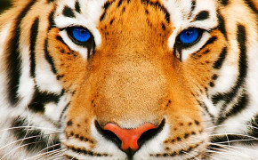 Tiger Eyes HD Desktop Wallpaper 20534