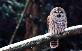 Laughing Owl Background Wallpaper 20205