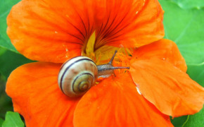 Snail Flower Background Wallpaper 20390