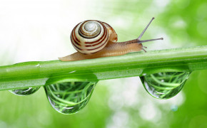 Snail Macro HD Background Wallpaper 20405