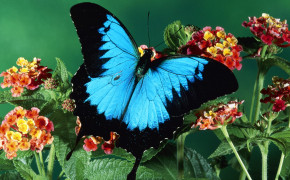 Blue Clipper Butterfly Desktop Wallpaper 19827