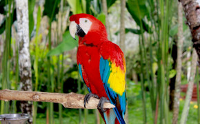 Scarlet Macaw Wallpaper HD 20371