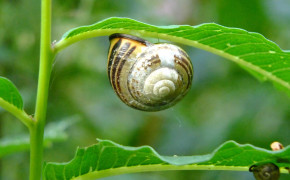 Snail On Leaf Widescreen Wallpapers 20424