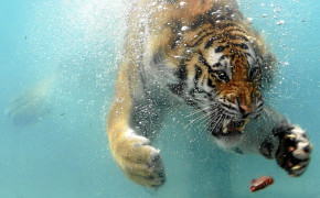 Swimming Tiger HQ Desktop Wallpaper 20494