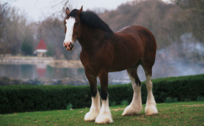 Clydesdale Horse HD Wallpaper 19919