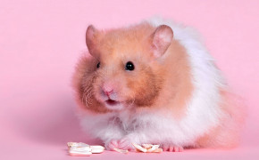 Cute Hamster Background Wallpapers 20000