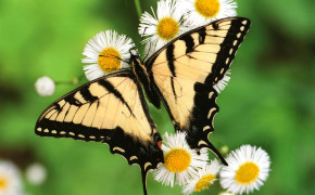 Eastern Tiger Swallowtail Background Wallpaper 20049