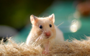Cute Hamster HD Wallpaper 20005
