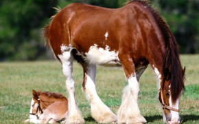 Clydesdale Horse Widescreen Wallpapers 19924
