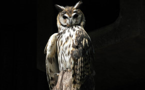 Striped Owl HD Wallpaper 20455
