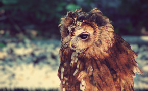 Tawny Owl HD Wallpapers 20509