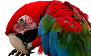 Scarlet Macaw Background Wallpaper 20360
