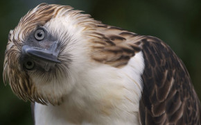 Philippine Eagle HD Wallpapers 20301