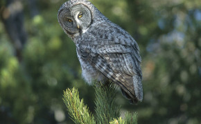Great Horned Owl HD Wallpapers 20131