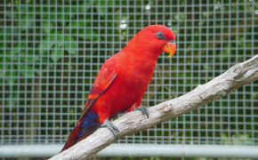 Red Lory HD Background Wallpaper 20346