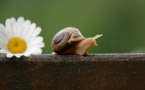 Snail Flower Best Wallpaper 20391