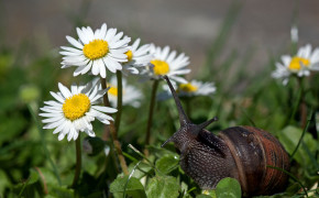 Snail Flower Wallpaper 20399
