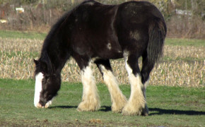 Clydesdale Horse High Definition Wallpaper 19921