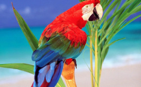 Scarlet Macaw Widescreen Wallpapers 20373