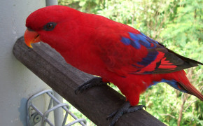Red Lory Background Wallpaper 20342