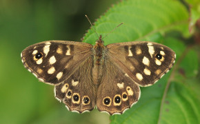 Speckled Wood Background Wallpapers 20440
