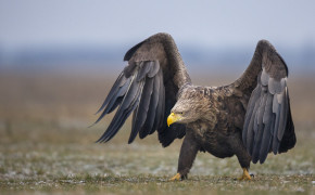 White Tailed Eagle Wallpaper HD 20585